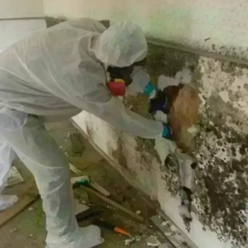 Mold Remediation and Removal in Knox County, IL